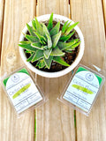 Cactus Flower & Jade Soy Wax Melts